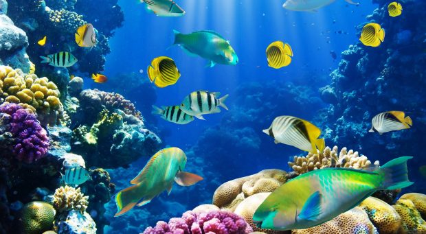 Desktop fish wallpapers HD.