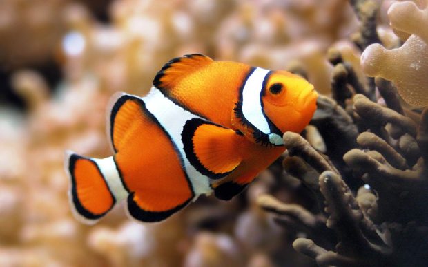 Desktop free download clown fish wallpapers HD.