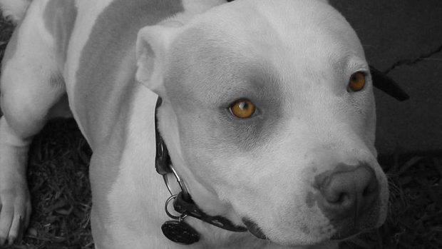 Desktop images of pitbulls dogs.