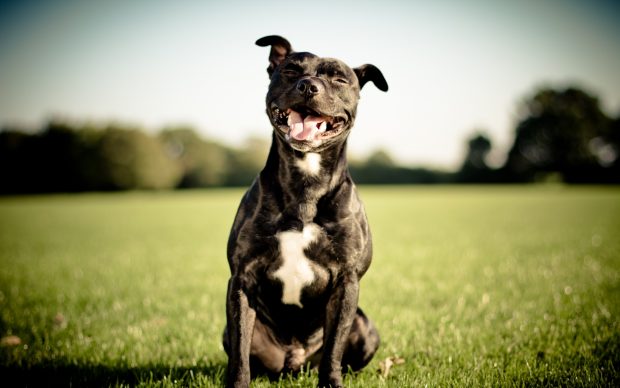 Desktop pics of blue pitbull dogs wallpaper.