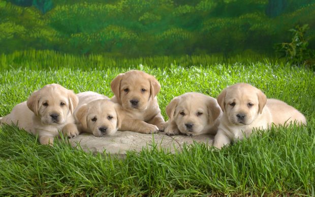 Desktop picture puppies dogs dowload.
