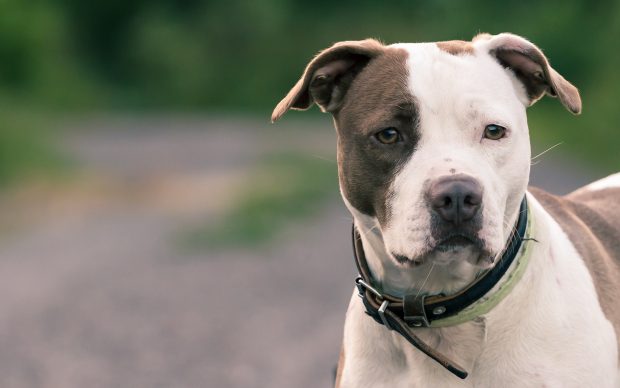 Desktop pitbull terrier puppy.