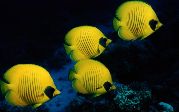 Desktop yellow fish wallpaper.