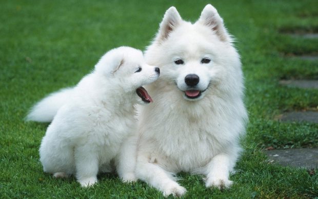 Dog puppy couple fluffy grass backgrounds.