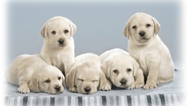 Dog wallpapers widescreen.