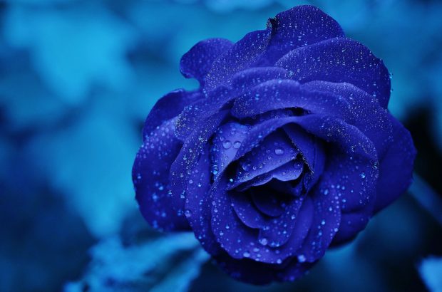 Download Free Full HD 1080p Blue Rose Wallpapers Pictures.
