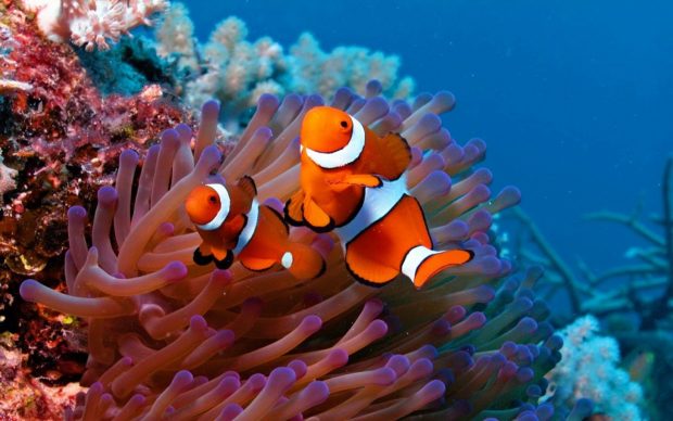 Download desktop clown fish wallpapers HD.