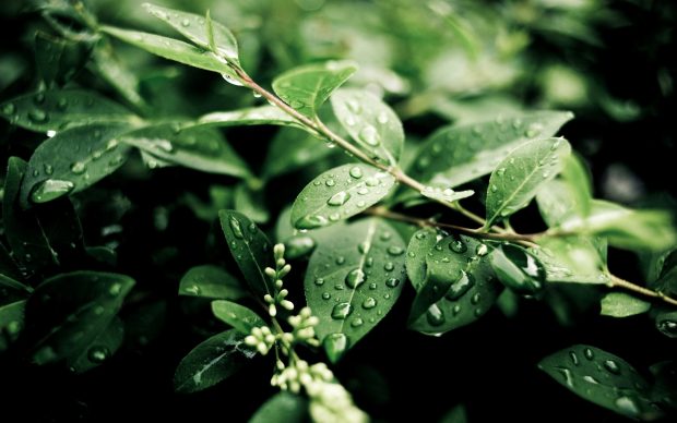 Drops leaves summer after a rain wallpapers.