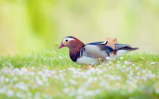 Duck Bird HD Wallpapers Desktop BAckgrounds.