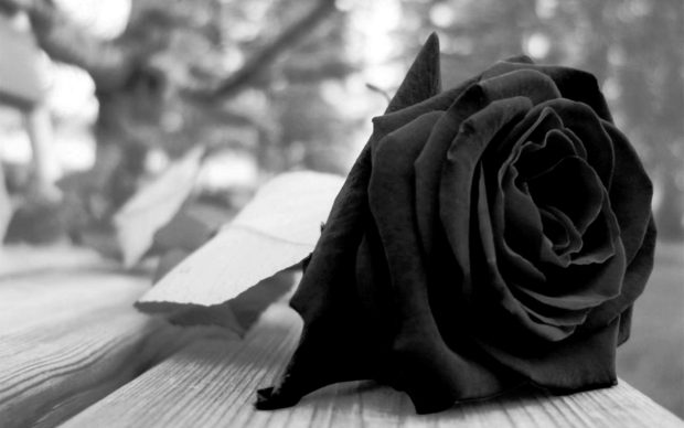 Fantasy Black Rose HD Wallpaper.