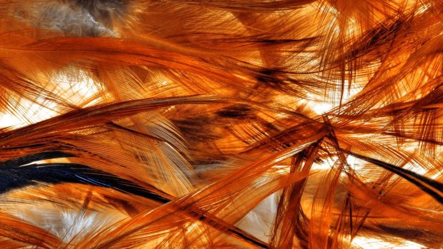 Feathers of a phoenix bird wallpaper HD.