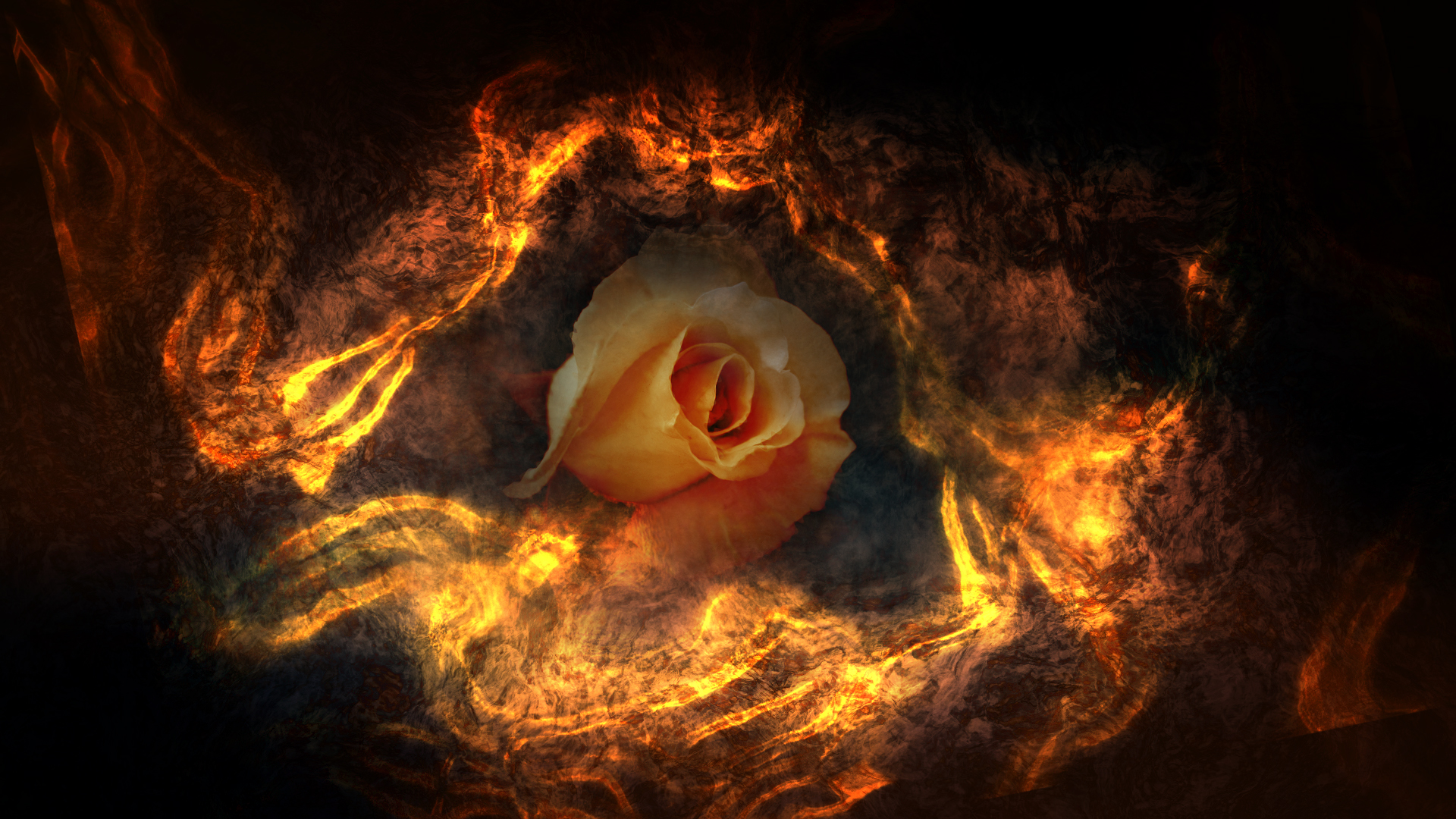 Wallpaper fire rose Download free picture 17588