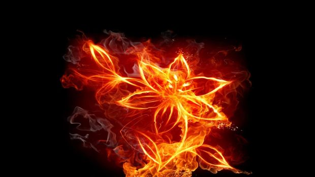 Fire flowers wallpapers HD pictures images.