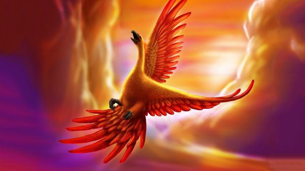 Fire phoenix bird wallpaper HD.