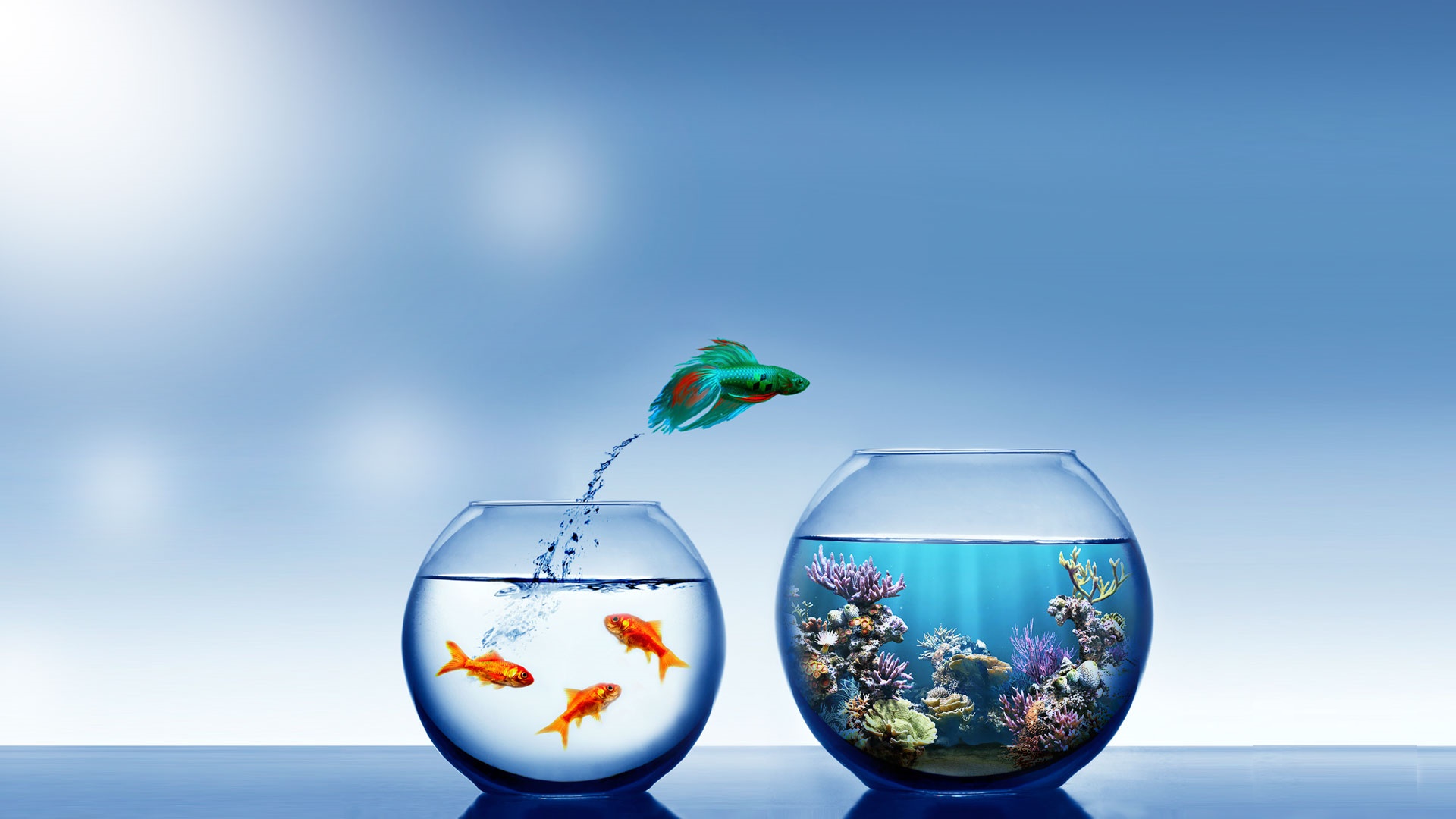 Beautiful Fish Wallpaper Free APK pour Android Télécharger