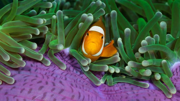 Fish clown fish ocean lavender green sea amaoeba cute hd wallpapers.