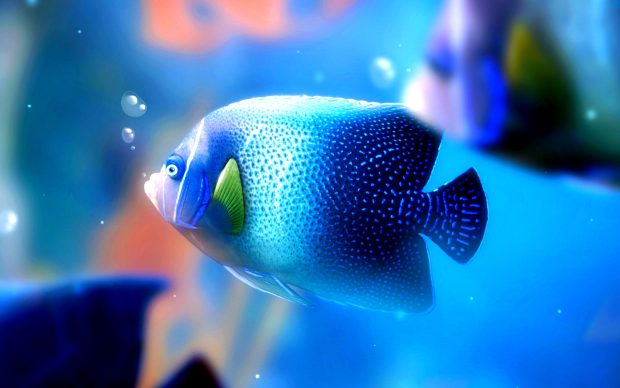 Fish desktop wallpapers HD.
