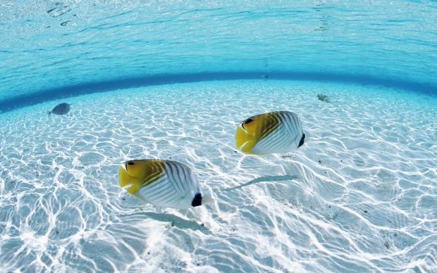 Fish in the ocean wallpapers HD.