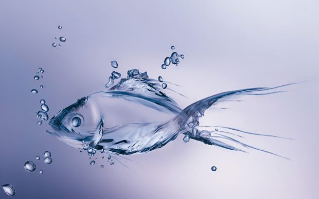 Fish wallpaper hd widescreen.