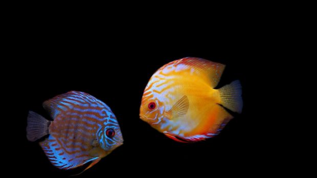 Fish wallpapers for desktop free download frt.