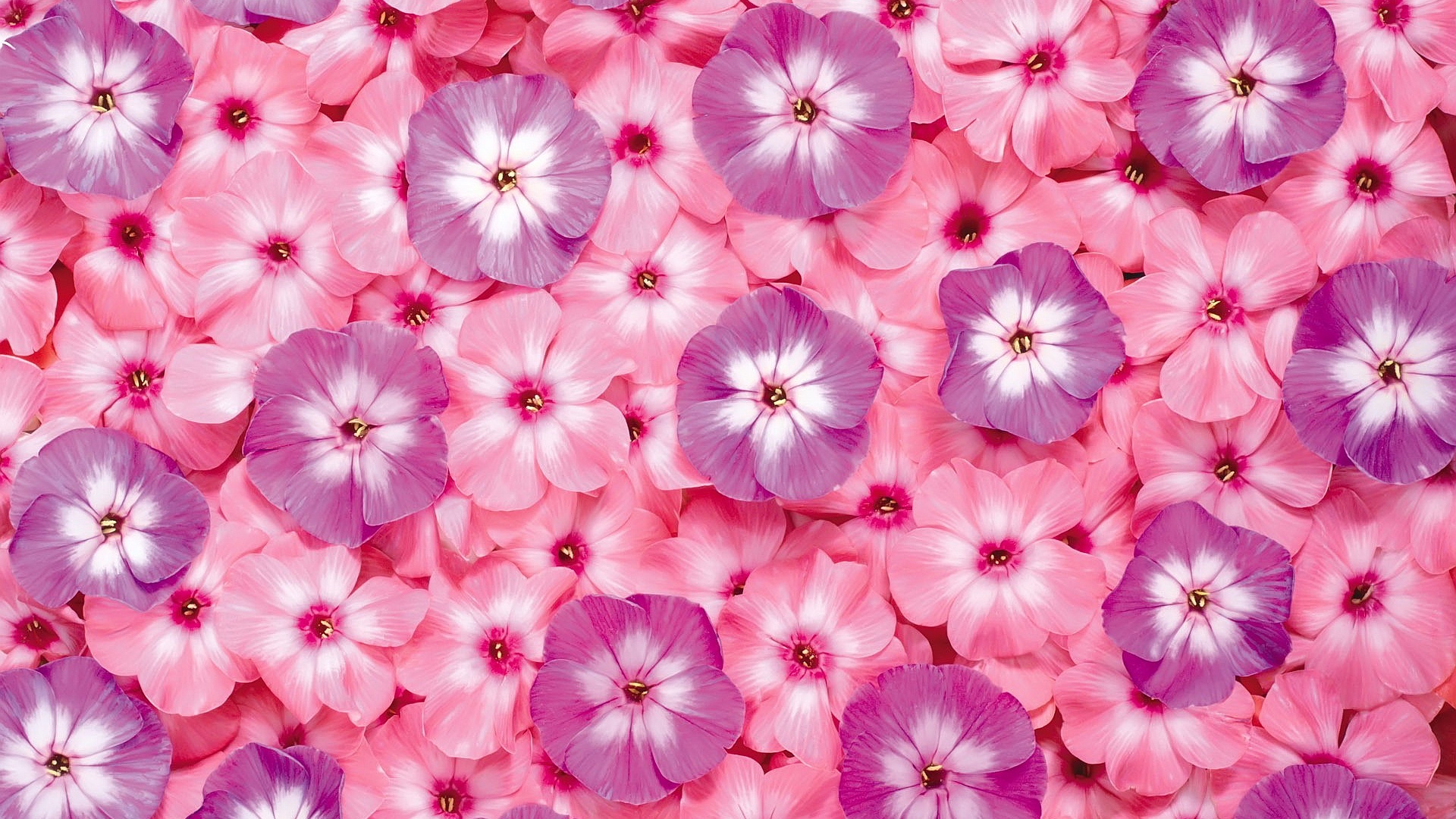 Flowers Pink wallpaper as background.