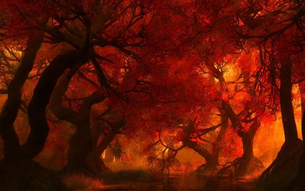 Forest fire backgrounds wallpapers HD.