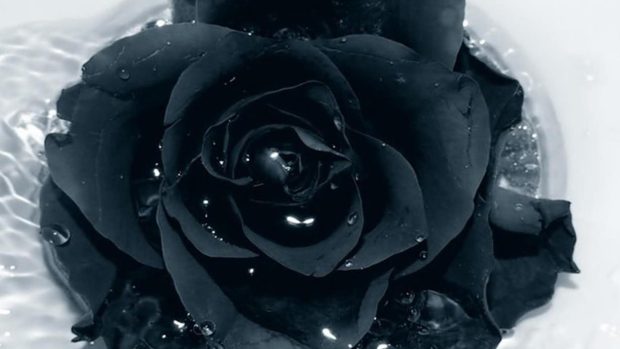 Free black roses images download.