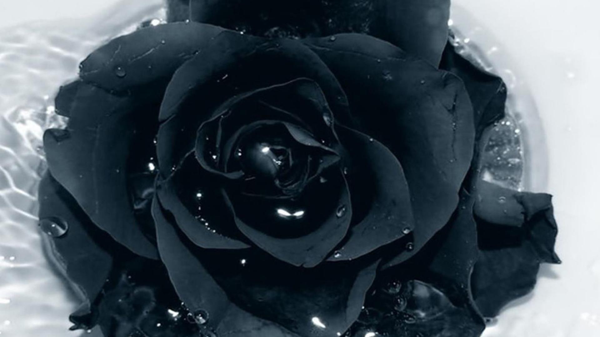 Black Rose on a Black Background Stock Photo  Image of petal head  111737140