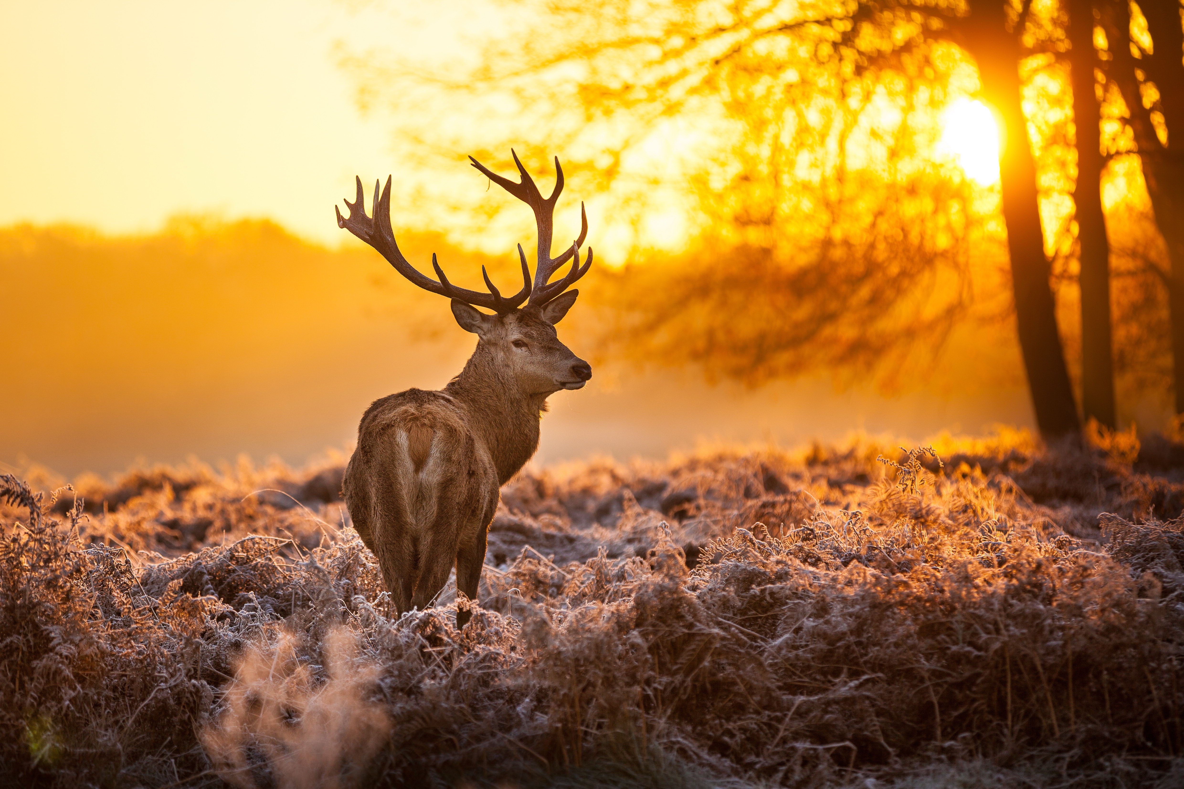 Free deer backgrounds photos download.