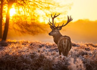 Free deer backgrounds pictures.