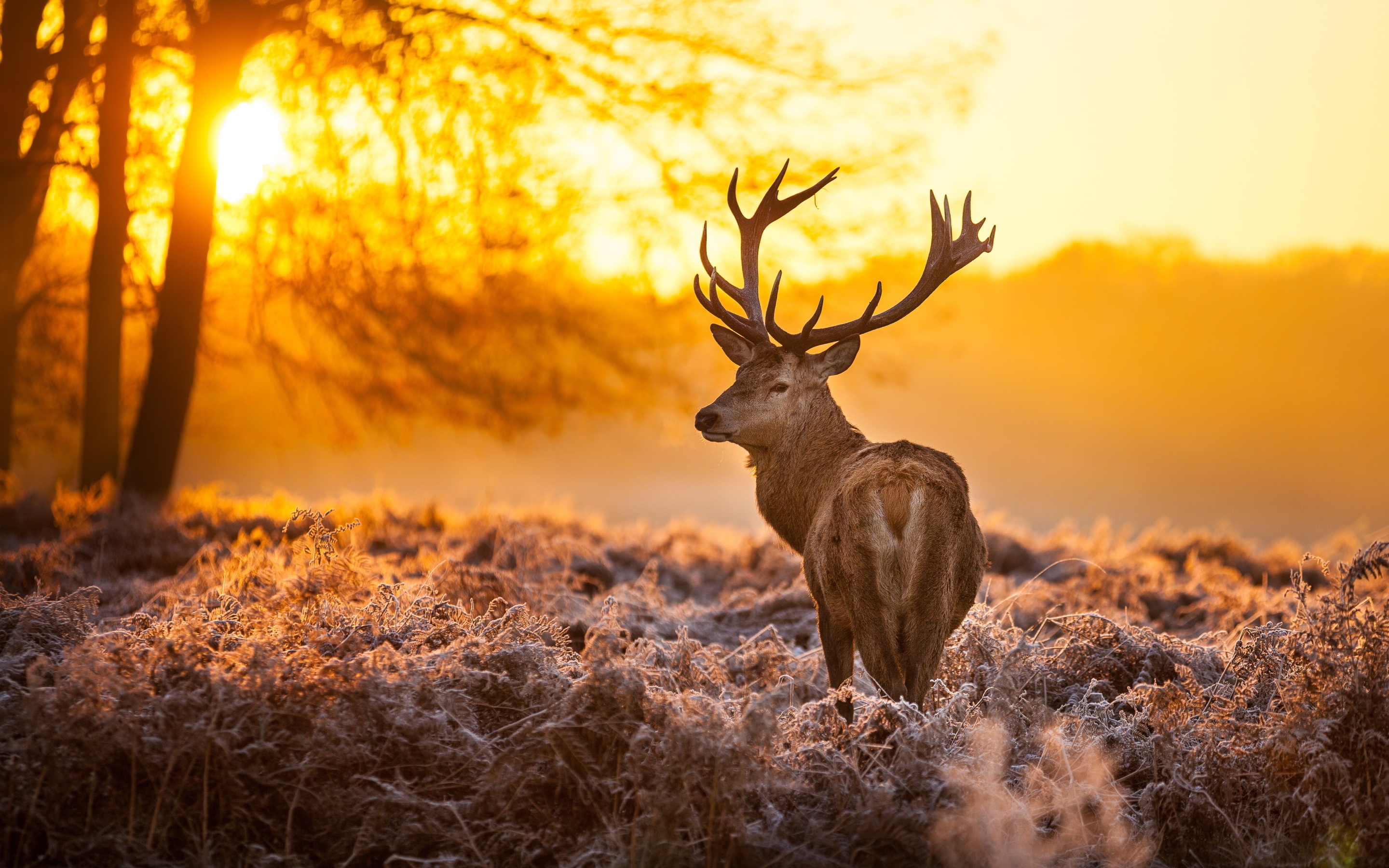 Free deer backgrounds pictures.