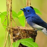 Free download bird wallpaper images.