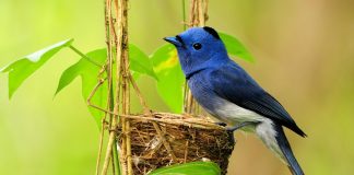 Free download bird wallpaper images.