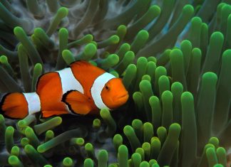 Free download clown fish wallpapers HD.