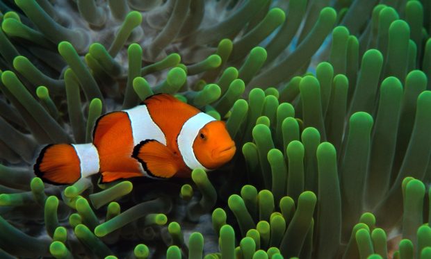 Free download clown fish wallpapers HD.