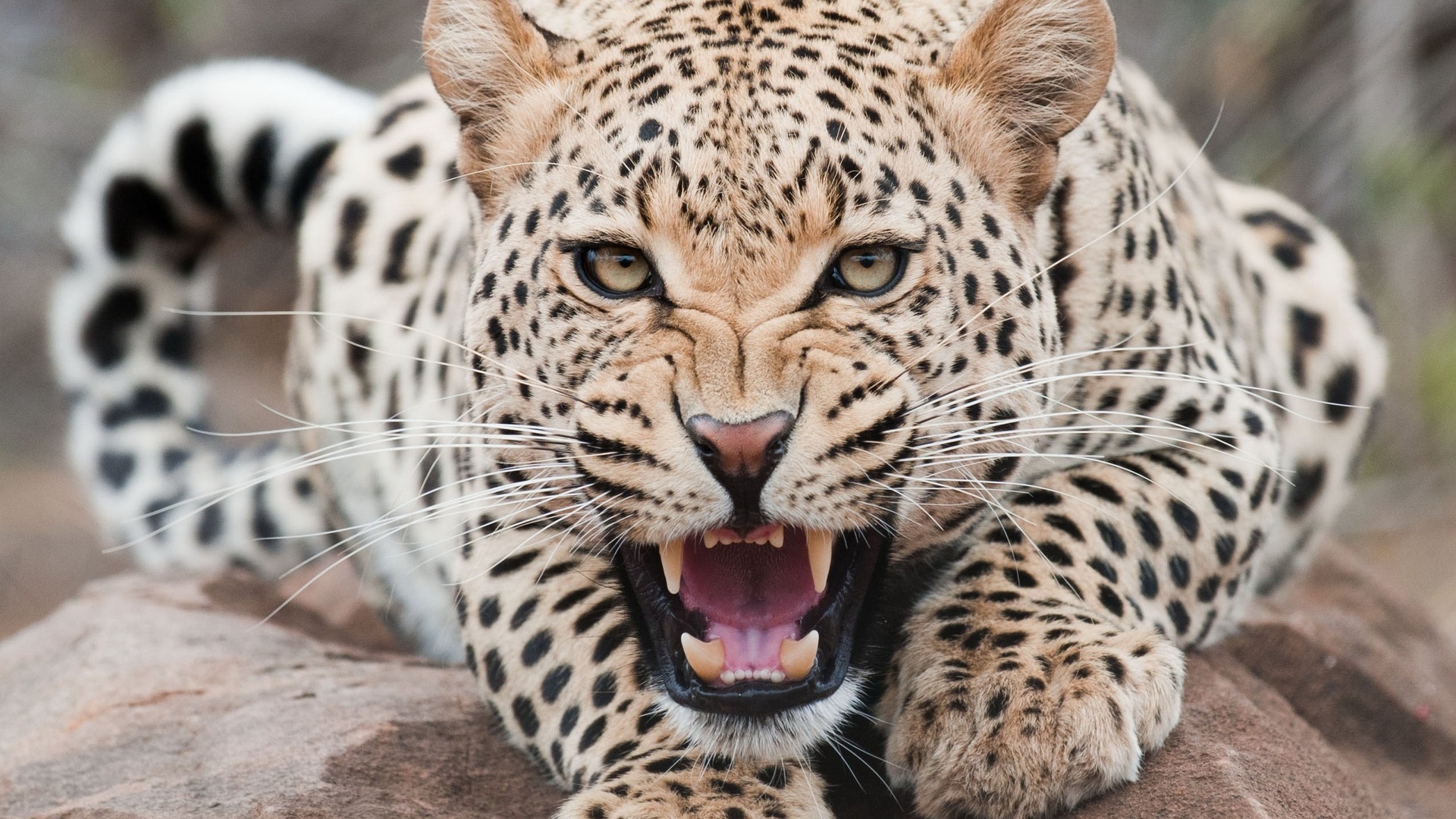 Free download images cheetah wallpapers HD.