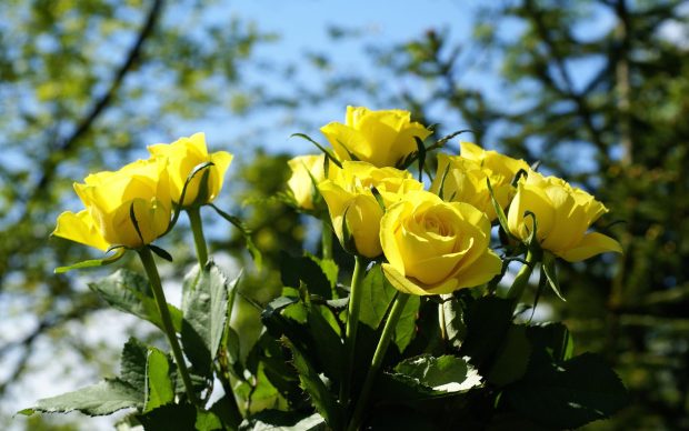 Free download yellow roses wallpaper HD