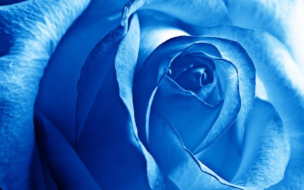 Free wallpapers blue rose wide.