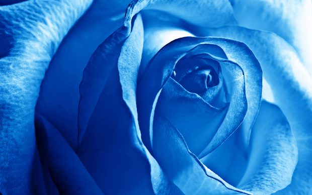 Free wallpapers blue rose wide.
