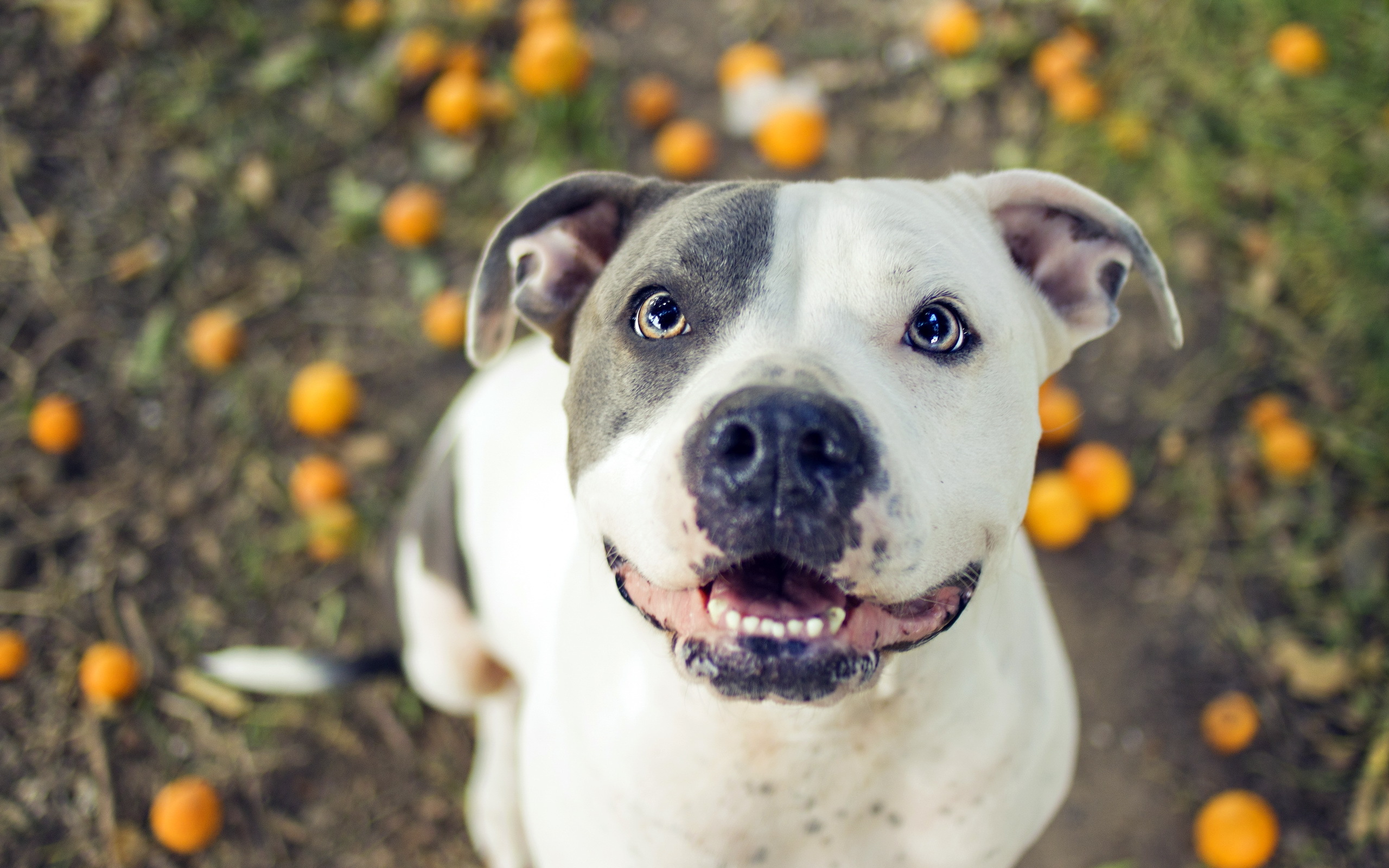 Wallpaper Dog Pit Bull Background Pictures Of Cute Pitbulls Background  Image And Wallpaper for Free Download