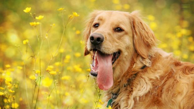 Golden retriever dogs high definition wallpapers.