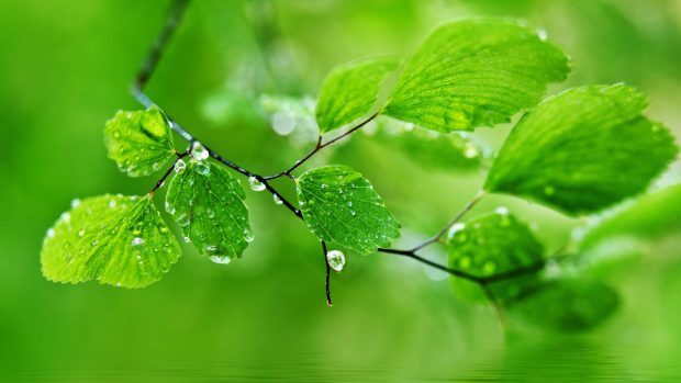 Green Leaf Nature Rain Wallpapers HD Pictures.