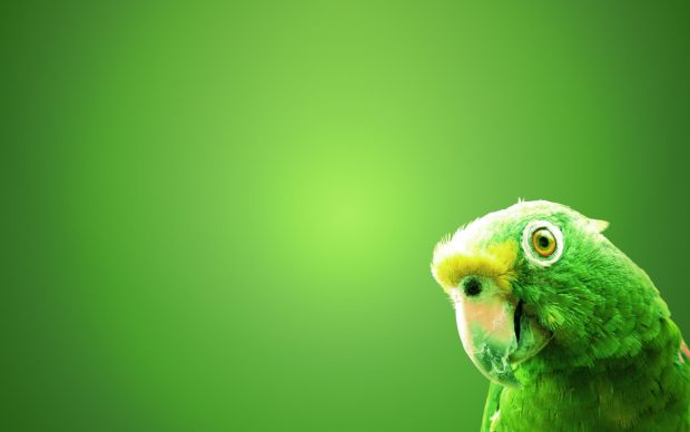 Green Parrots Bird Wallpaper HD Backgrounds.