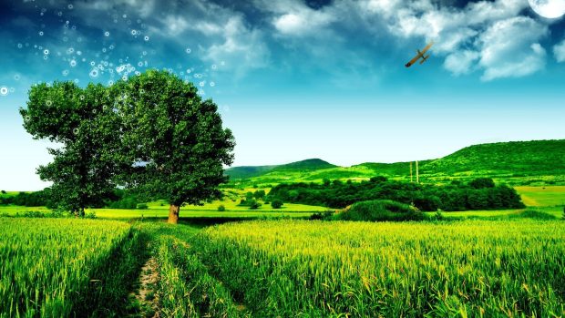 Green Pasture And Tree Wallpaper HD Pictures.