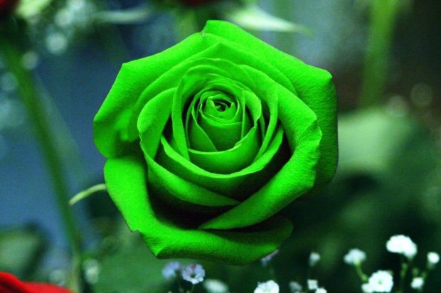 Green Rose Flower Wallpaper HD pictures.