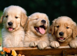 HD Cute Dog Wallpaper backgrounds.