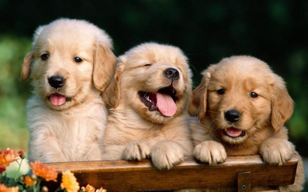 HD Cute Dog Wallpaper backgrounds.