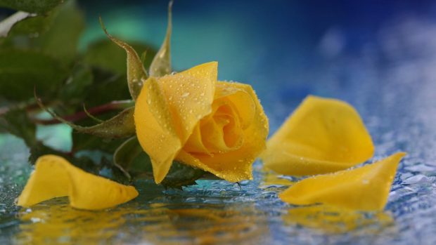 HD Wallpapers 1080p Yellow Rose backgrounds.