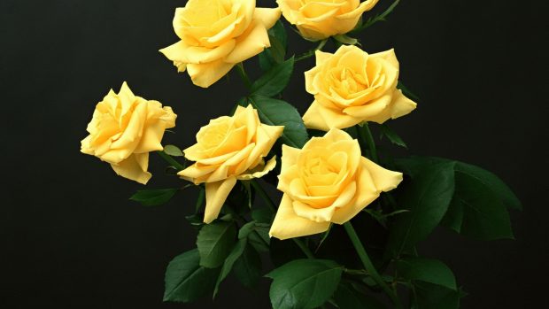 HD backgrounds Yellow Roses.