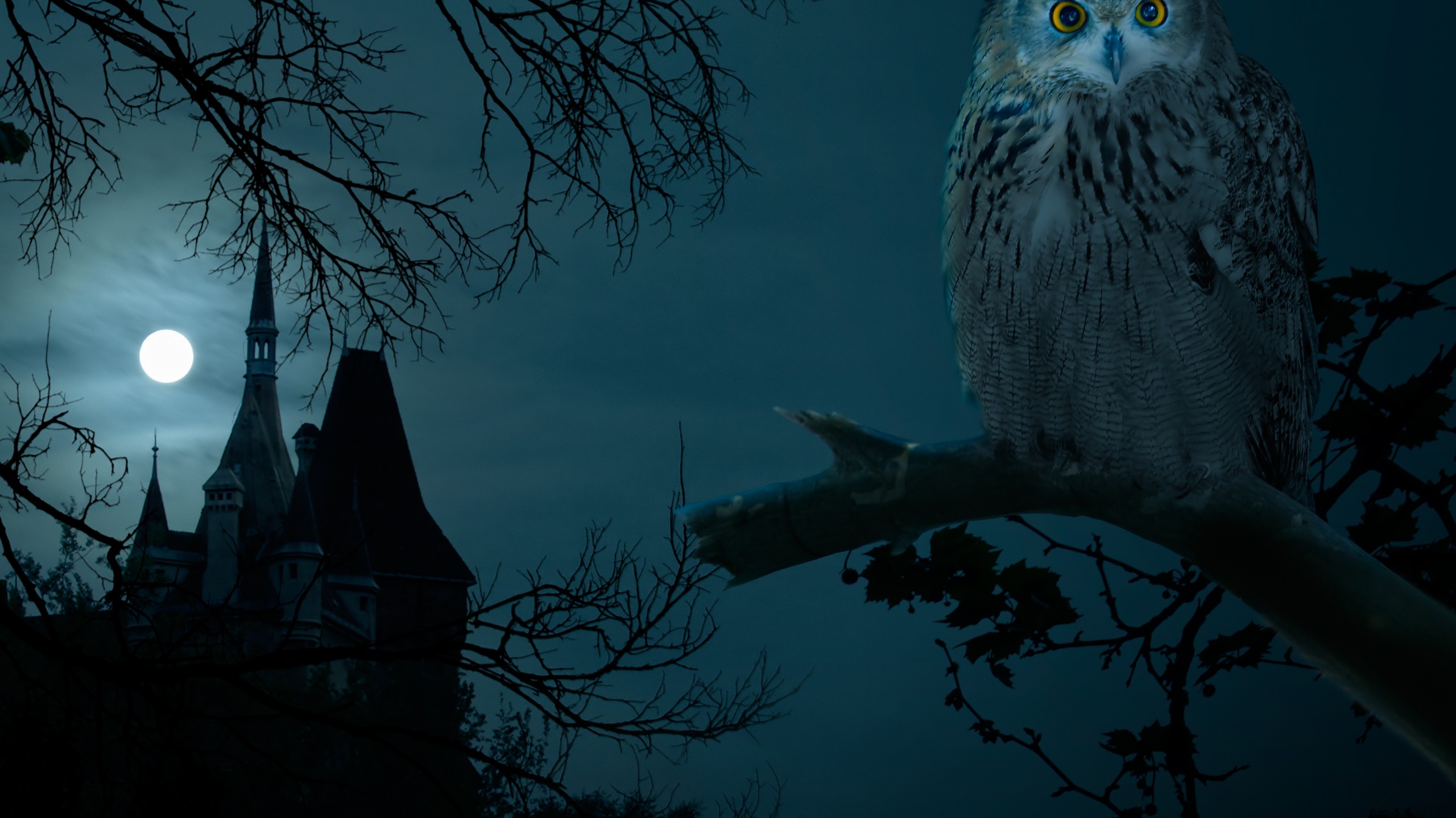Halloween night owl hounted wallpapers HD.